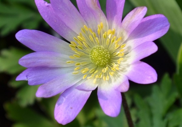 Anemone blanda Charmer 5/+