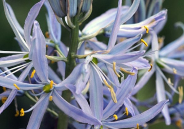 Camassia cusickii 14/+