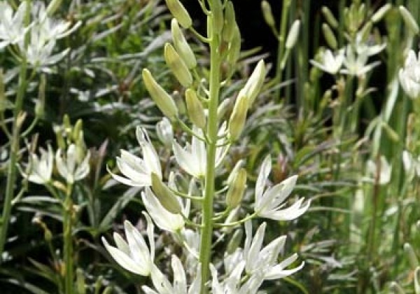 Camassia leichtlinii Alba 14/+
