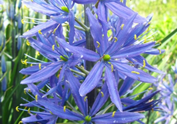 Camassia leichtlinii Caerulea 14/+