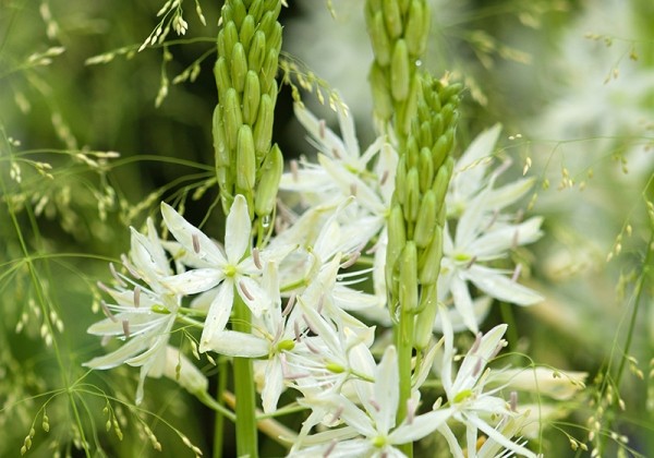Camassia leichtlinii Sacajawea 12/14
