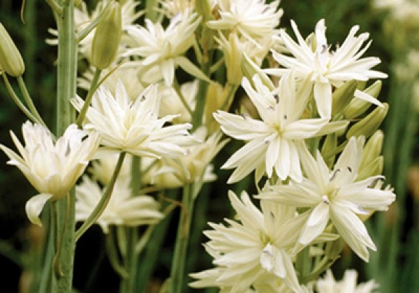 Camassia leichtlinii Semiplena 14/+