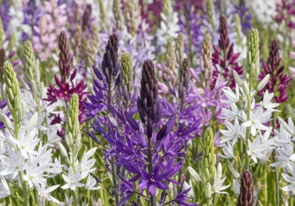 Camassia leichtlinii Mix 12/+