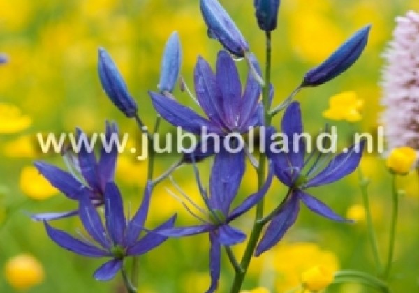 Camassia Quamash 6/+