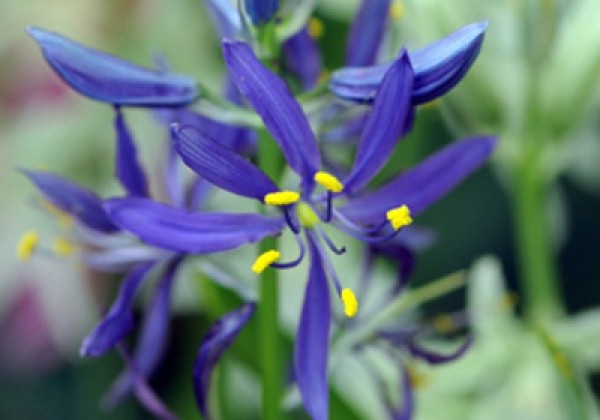 Camassia Quamash 6/+