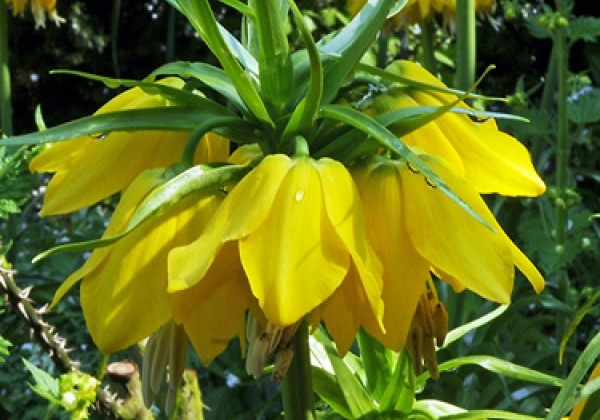 Fritillaria imperialis Maxima Lutea 24/+