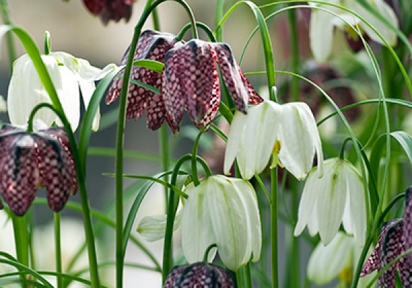 Fritillaria meleagris Mix 6/7