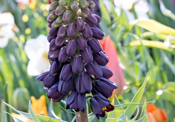 Fritillaria persica 20/24