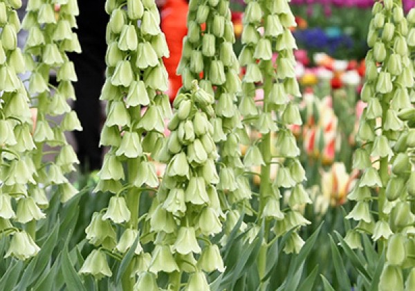 Fritillaria persica Ivory Bells 20/+