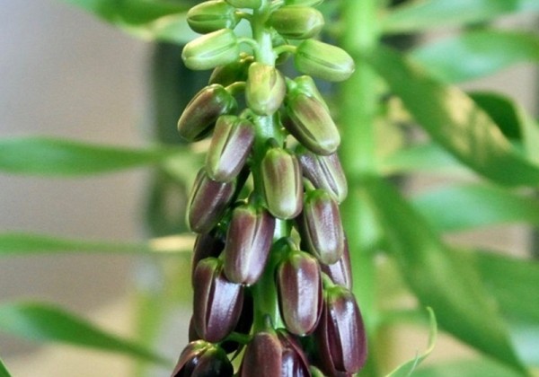 Fritillaria persica Purple Dynamite  18/20
