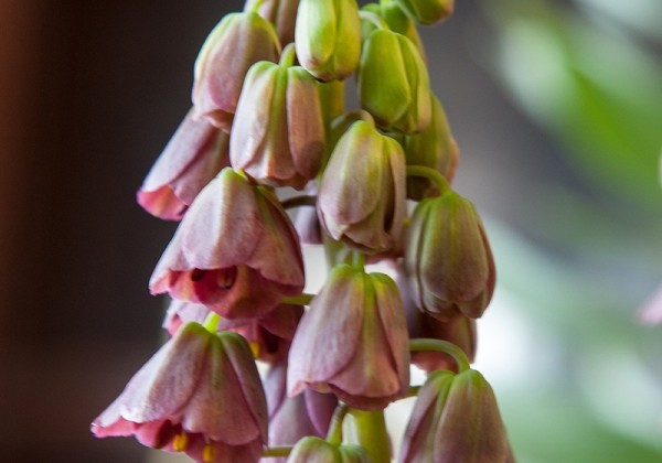 Fritillaria persica Purple Favorite  18/20