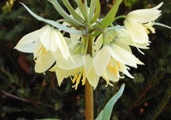 Fritillaria raddeana 16/+