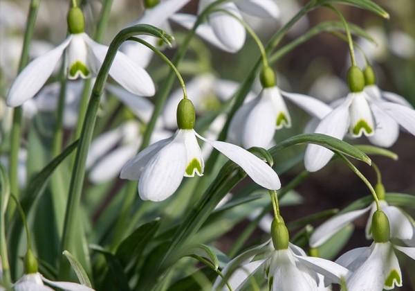 Galanthus elwesii 6/7