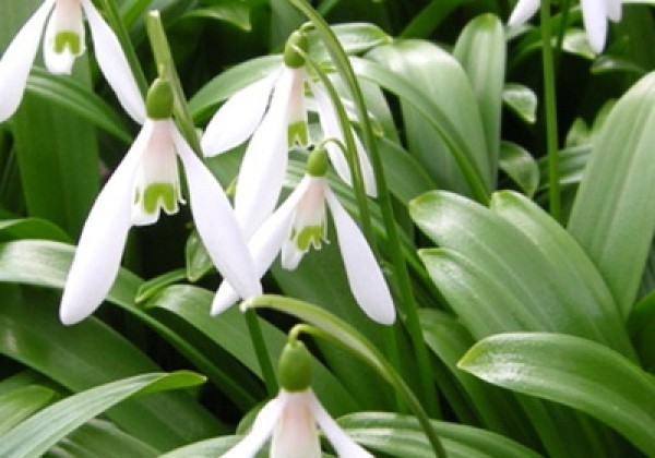Galanthus woronowii 6/7