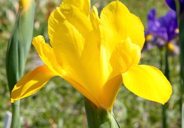 Iris hollandica (lielziedu) Golden Harvest  7/8