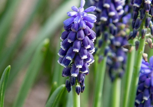 Muscari armeniacum 8/9