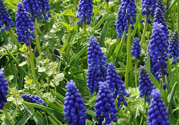 Muscari armeniacum 8/9