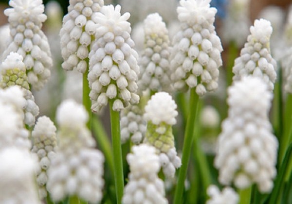 Muscari aucheri White Magic  8/9