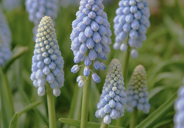 Muscari Baby Breath 7/8