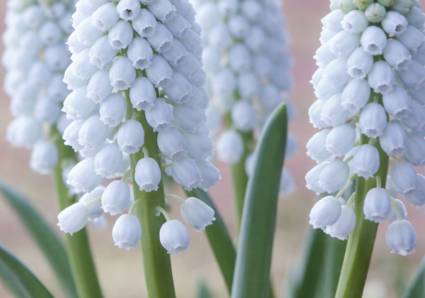 Muscari Joyce Spirit 7/8