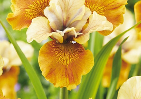 Iris Siberica Colonel Mustard