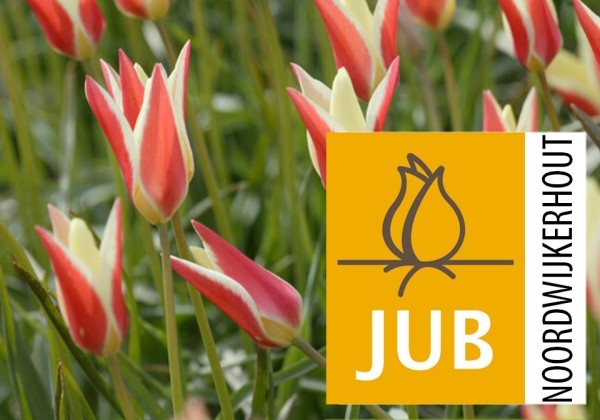 Tulipa clusiana (BIO) 5/+
