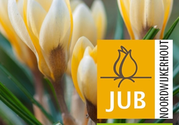 Crocus chrysanthus Romance (BIO) 5/+