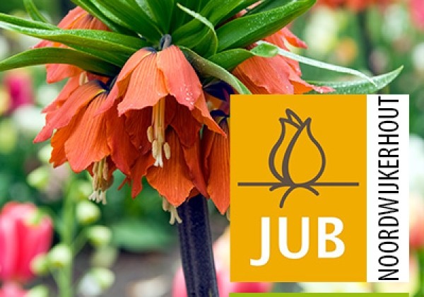 Fritillaria imperialis Rubra (BIO) 18/+