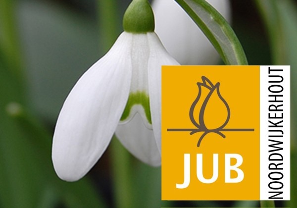 Galanthus woronowii  (BIO) 7/+