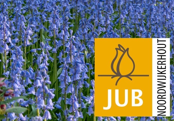 Hyacinthoides hispanica Blue  (BIO) 6/7