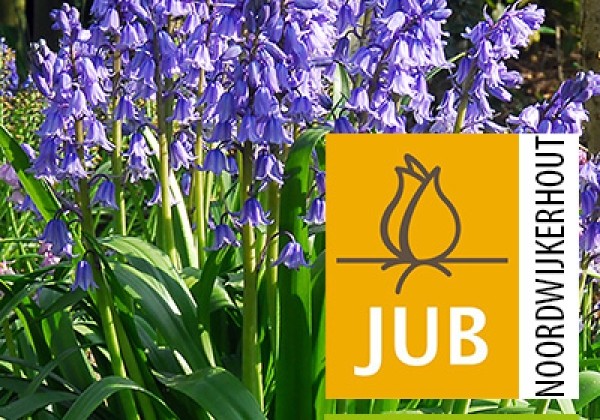 Hyacinthoides hispanica Excelsior  (BIO) 8/+