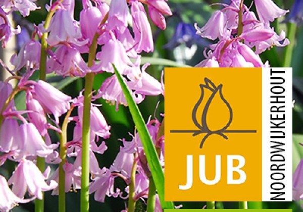 Hyacinthoides hispanica Pink (BIO) 6/7