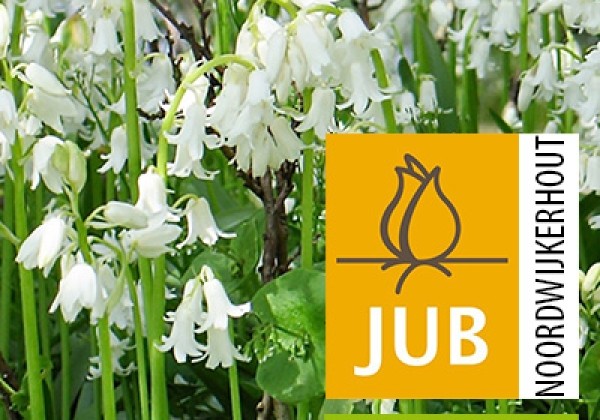 Hyacinthoides hispanica White (BIO) 7/8