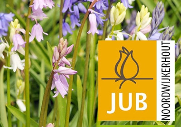 Hyacinthoides hispanica Mix (BIO) 7/+