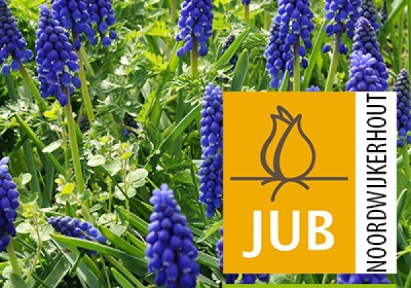 Muscari armeniacum (BIO) 7/8