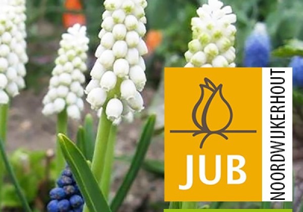 Muscari Casablanca  (BIO) 5/+