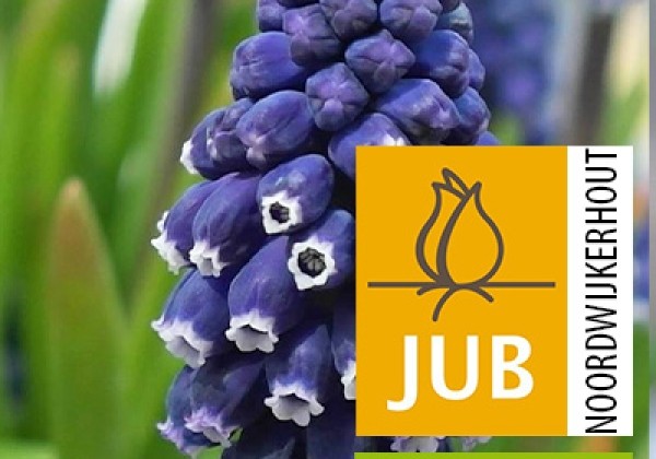 Muscari Joyce Spirit  (BIO) 7/8