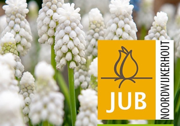 Muscari aucheri White Magic (BIO) 6/7