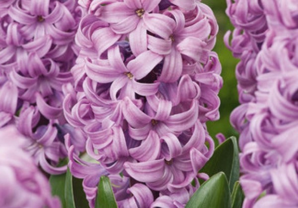 Hyacinthus orientalis Purple voice   15/16