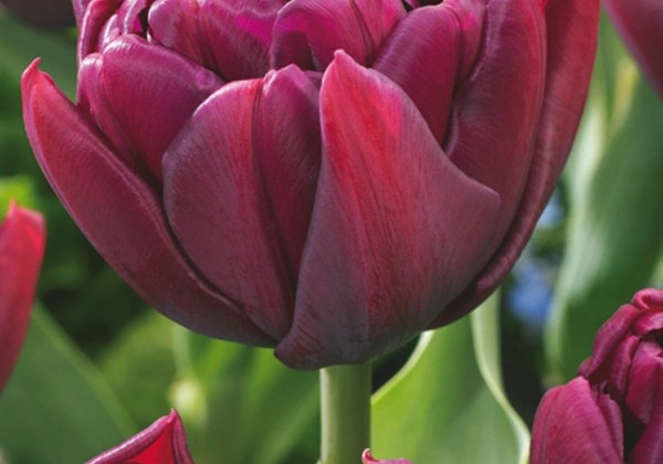 Tulipa, agra, pild. z. Alison Bradley 11/12
