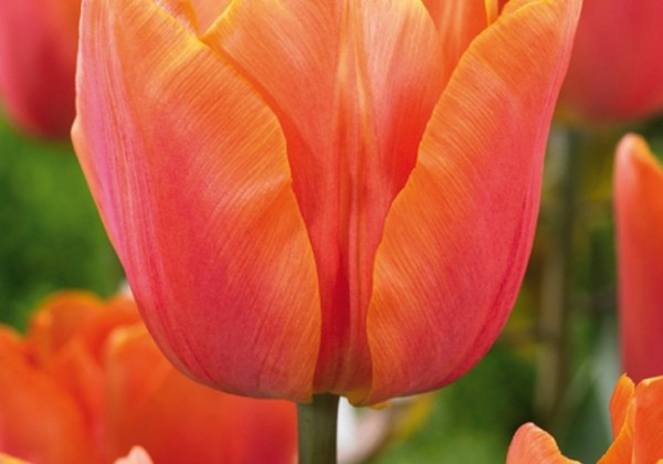 Tulipa, triumfa Jimmy 11/12