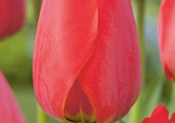 Tulipa, Darvina hibrīds Red Impression 11/12