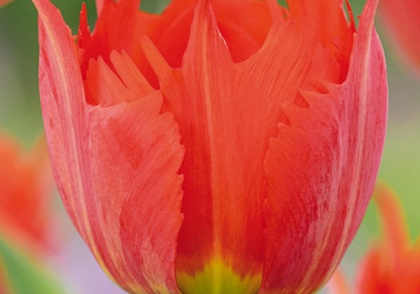 Tulipa, Darvina hibrīds Robbedoes 11/12