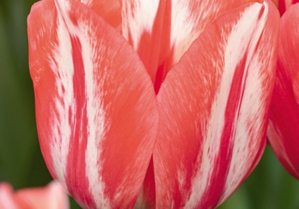 Tulipa, Darvina hibrīds Spryng Break 11/12