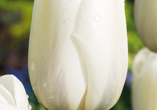 Tulipa, vēla, vienk. z. Catherina 11/12