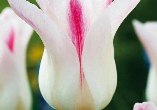 Tulipa, lilijziedu Holland Chic 11/12