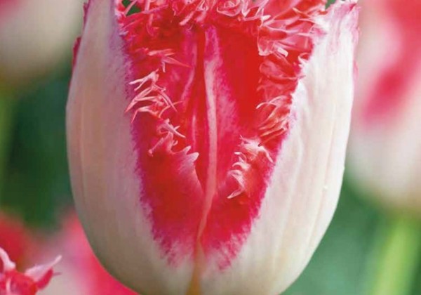 Tulipa, bārkstaina Sweet Simone 11/12