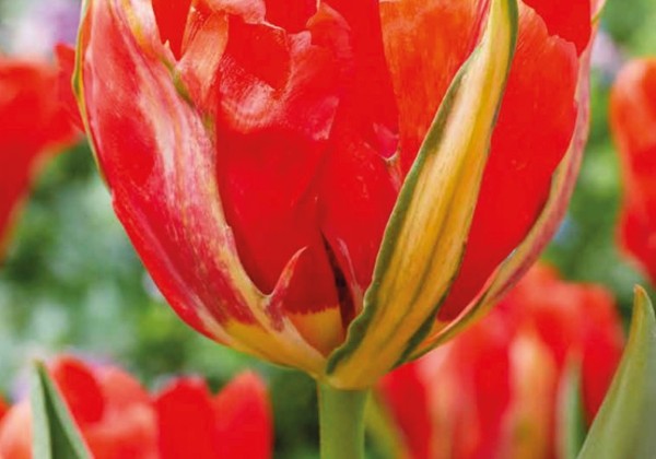 Tulipa, Fostera Love Valley 11/12