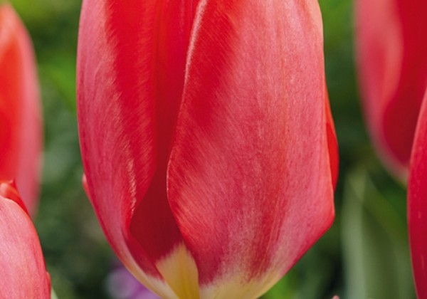 Tulipa, Fostera Red Purissima 11/12