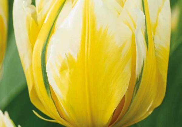 Tulipa, Fostera Sweet Valley 11/12